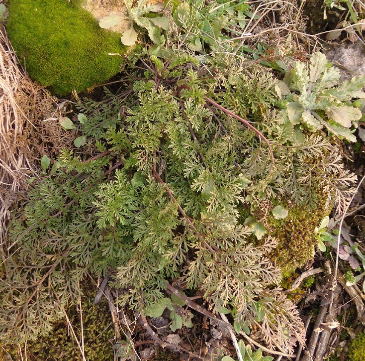 Image of Achillea nobilis specimen.