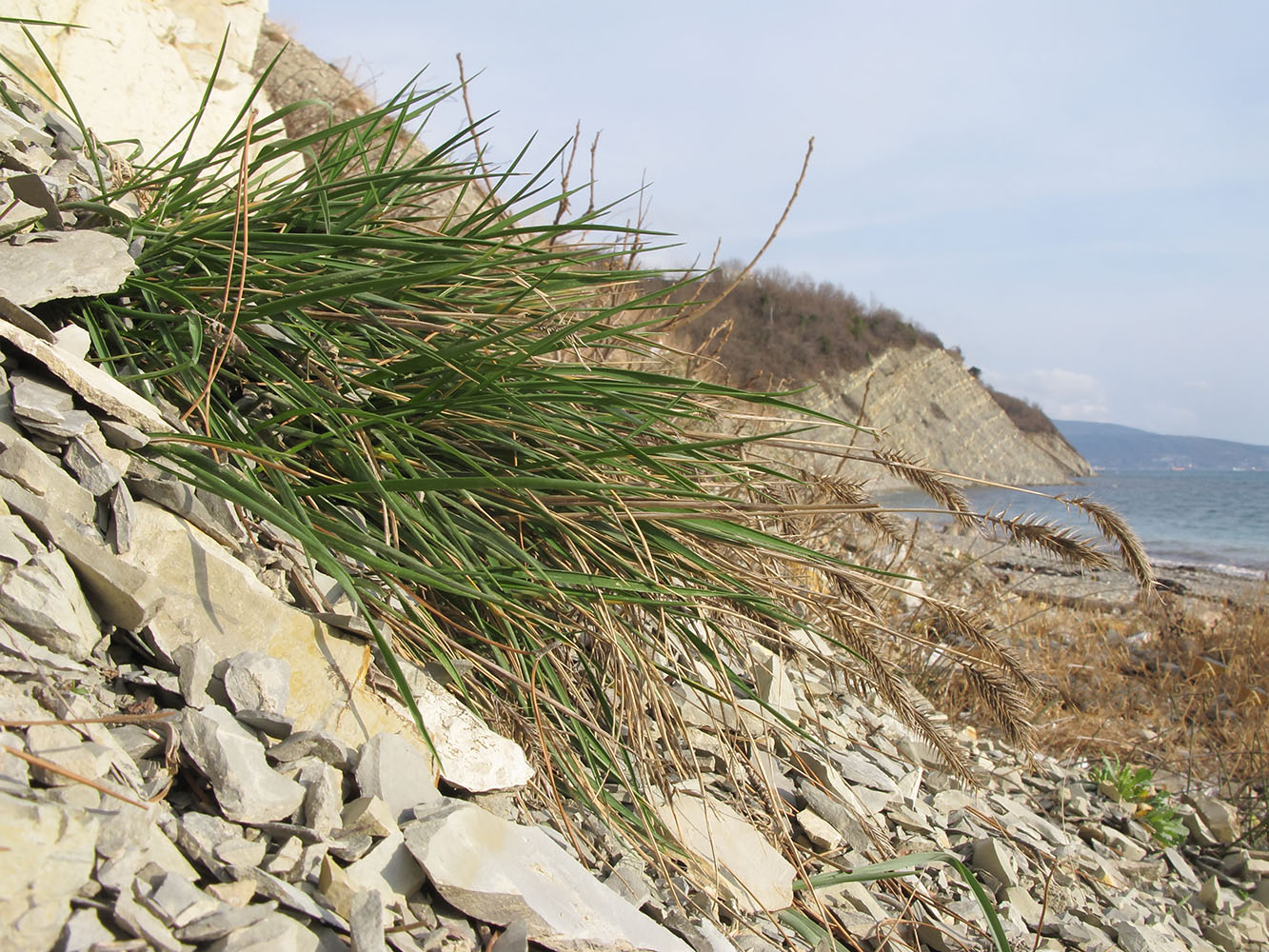 Изображение особи Agropyron pinifolium.