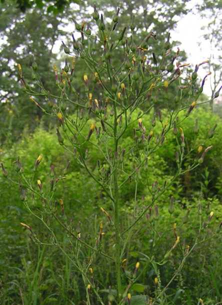 Image of Lactuca raddeana specimen.