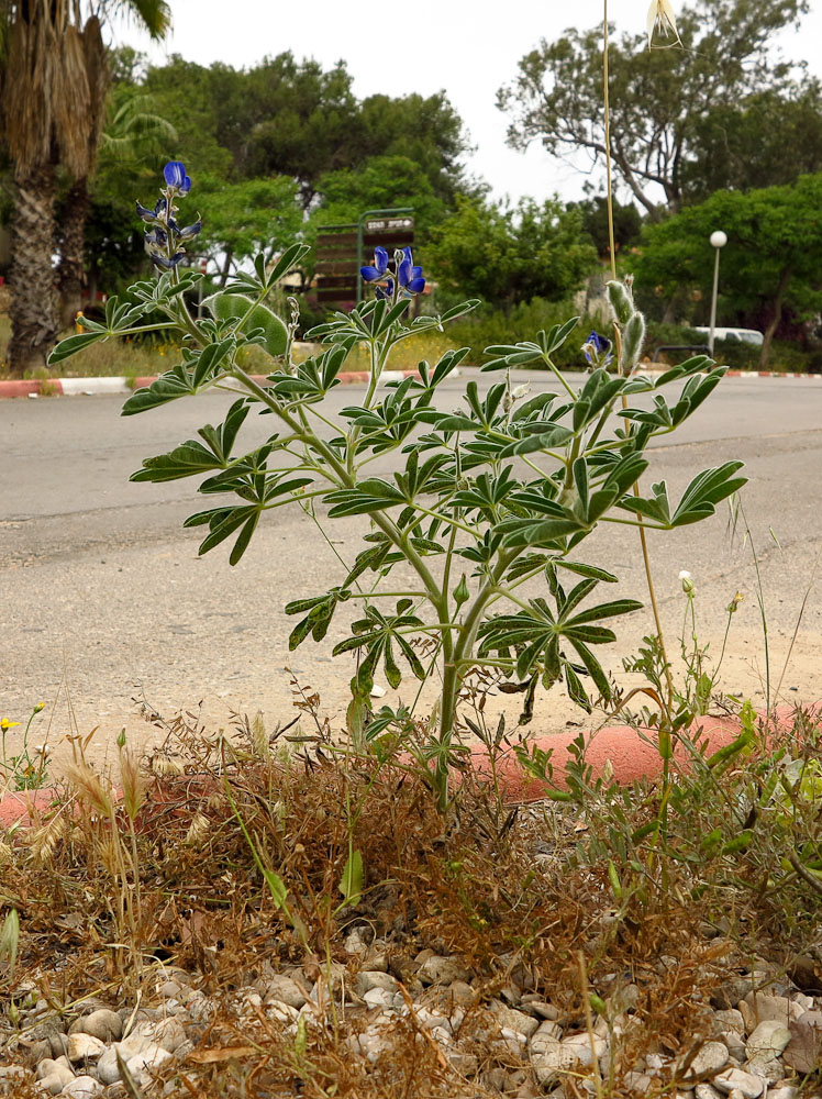 Изображение особи Lupinus pilosus.