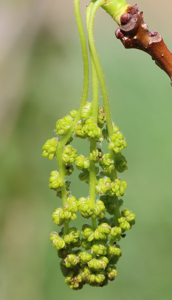 Image of Quercus robur specimen.