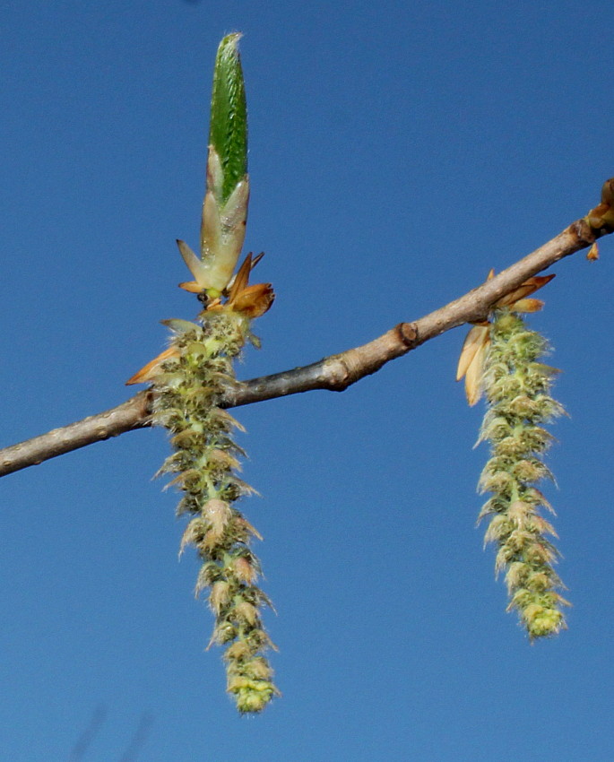 Изображение особи Carpinus cordata.