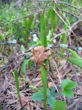 Convallaria majalis
