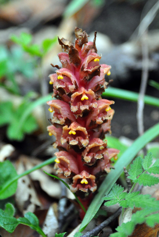 Изображение особи Orobanche colorata.