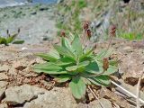 Plantago camtschatica. Цветущее растение. Камчатский край, Петропавловск-Камчатский городской округ, мыс Сероглазка, скалы, 28.05.2014.