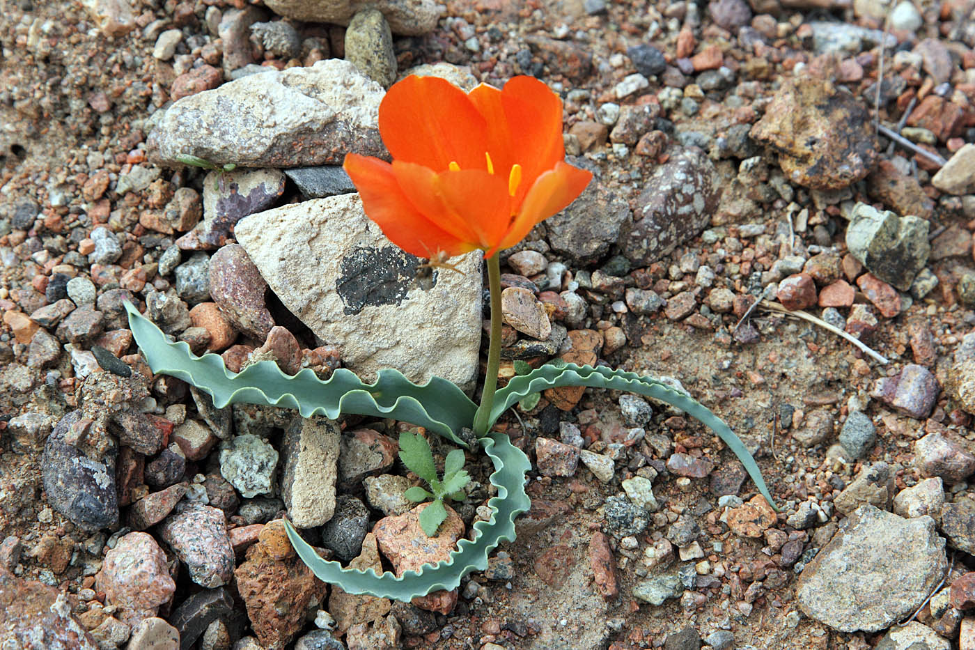 Изображение особи Tulipa intermedia var. korolkowioides.