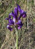 Image of taxon representative. Author is Тамара Риб