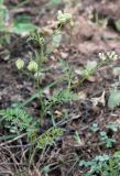 Torilis leptophylla