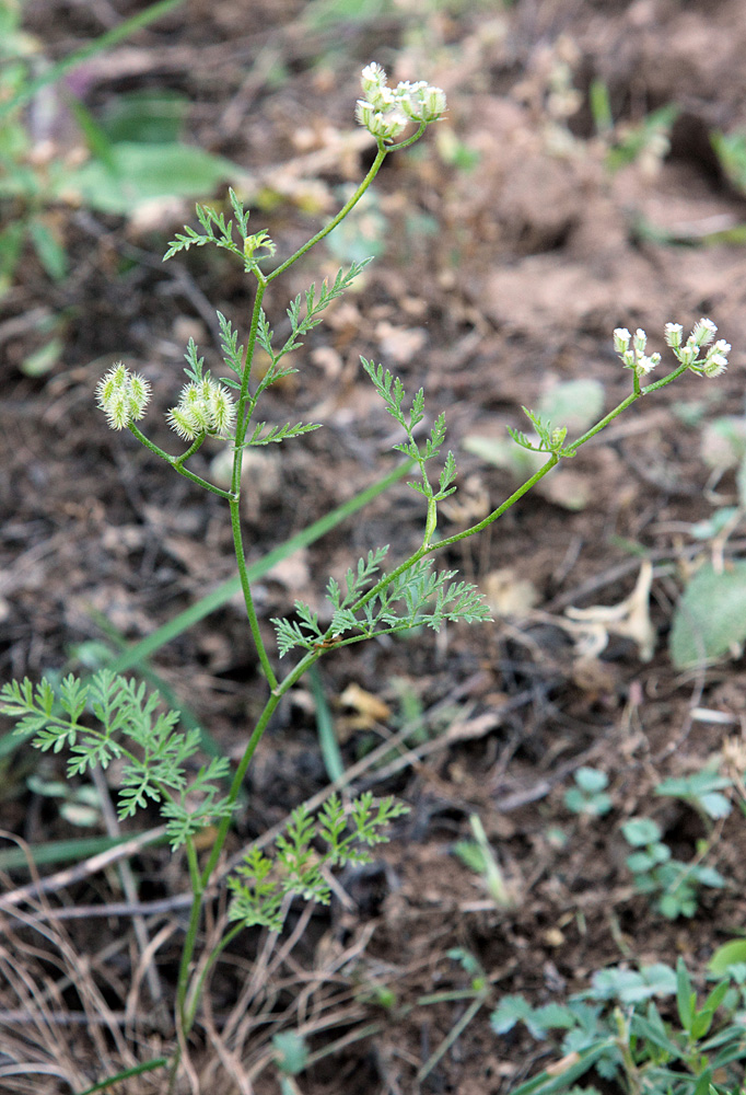 Изображение особи Torilis leptophylla.