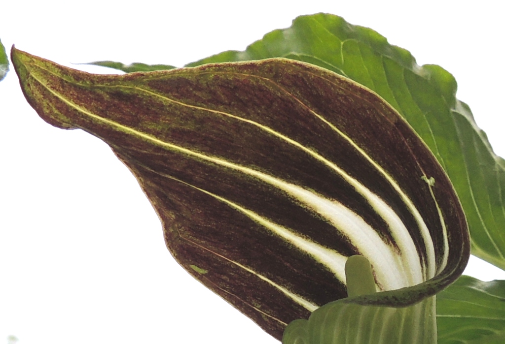 Image of Arisaema sachalinense specimen.