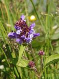 Prunella vulgaris. Верхушка растения с соцветием. Украина, Львовская обл., Дрогобычский р-н, г. Трускавец, Помярки, санаторий Конвалия. 09.06.2014.