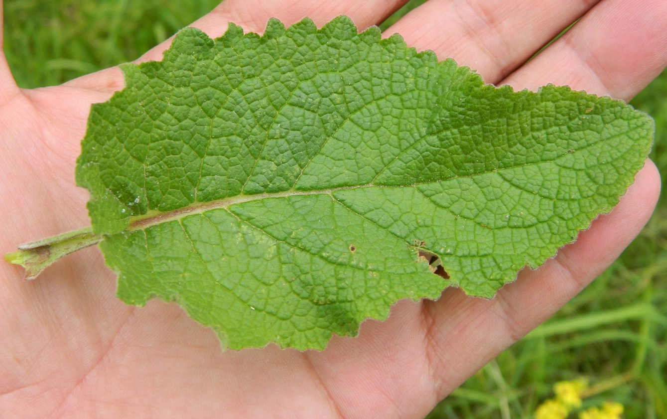 Image of Verbascum nigrum specimen.