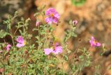 Cistus tauricus