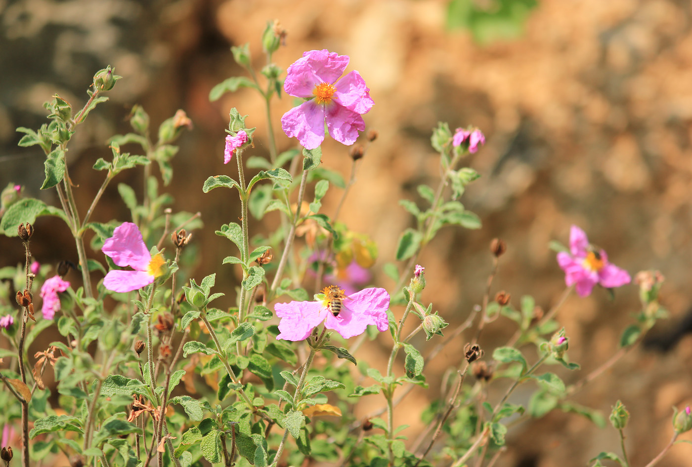 Изображение особи Cistus tauricus.