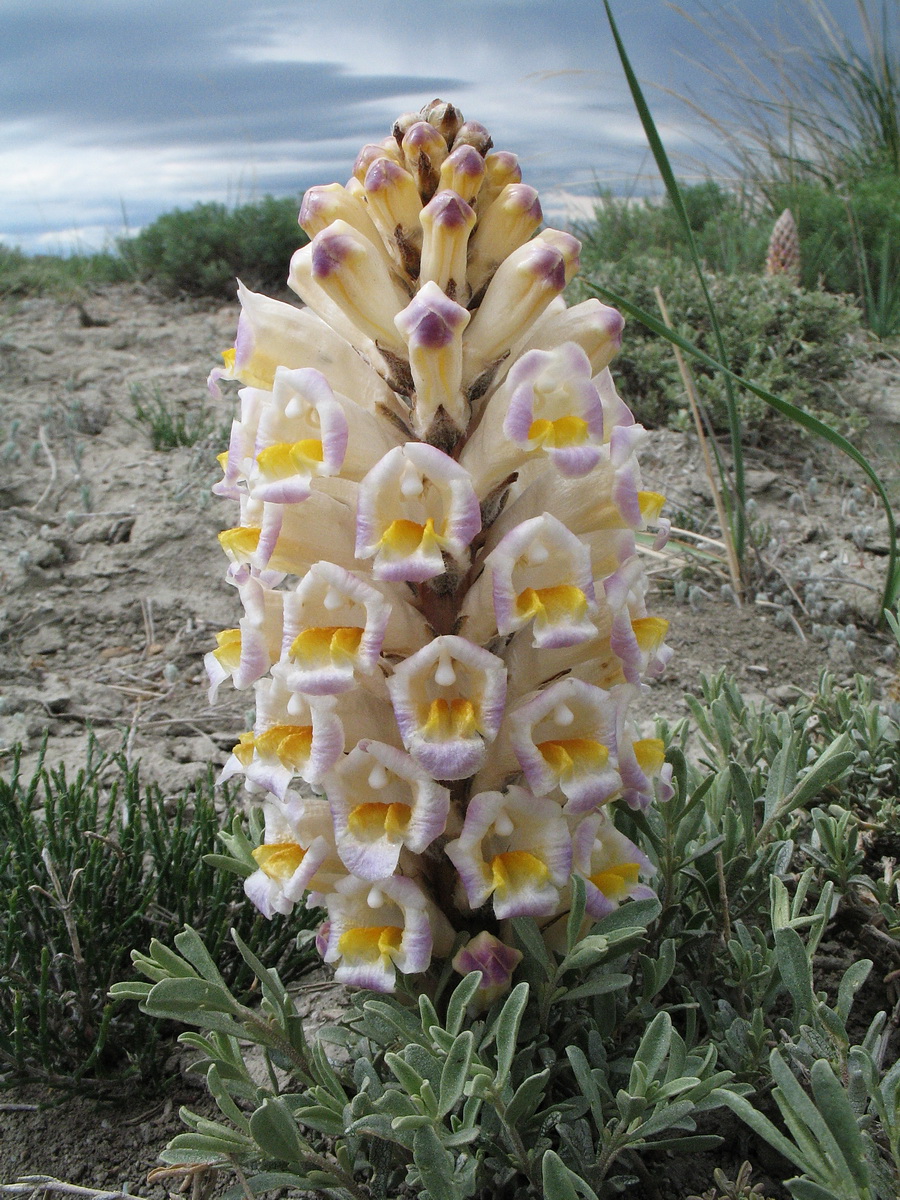 Image of Cistanche fissa specimen.