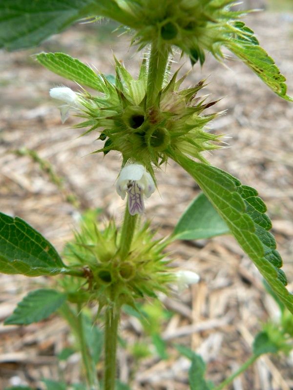 Изображение особи Galeopsis bifida.