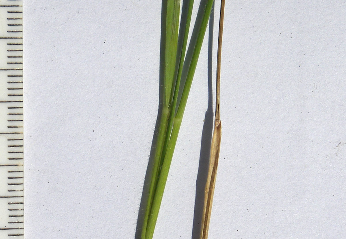 Image of Poa longifolia specimen.