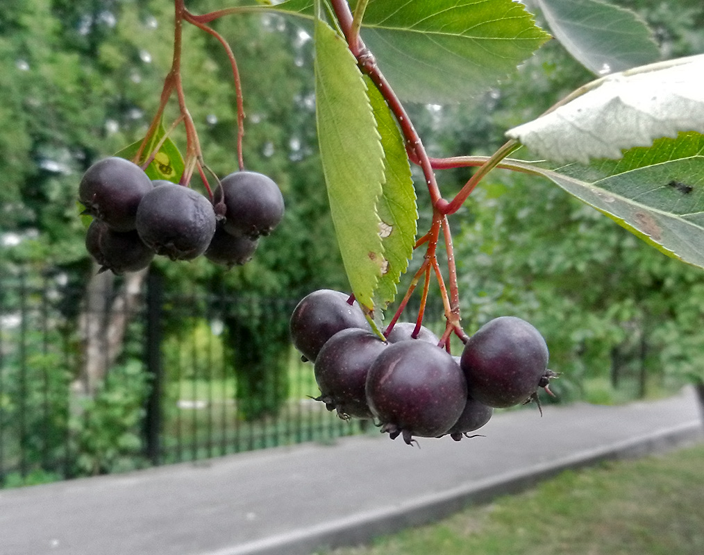 Изображение особи Crataegus rivularis.