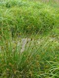 Juncus effusus