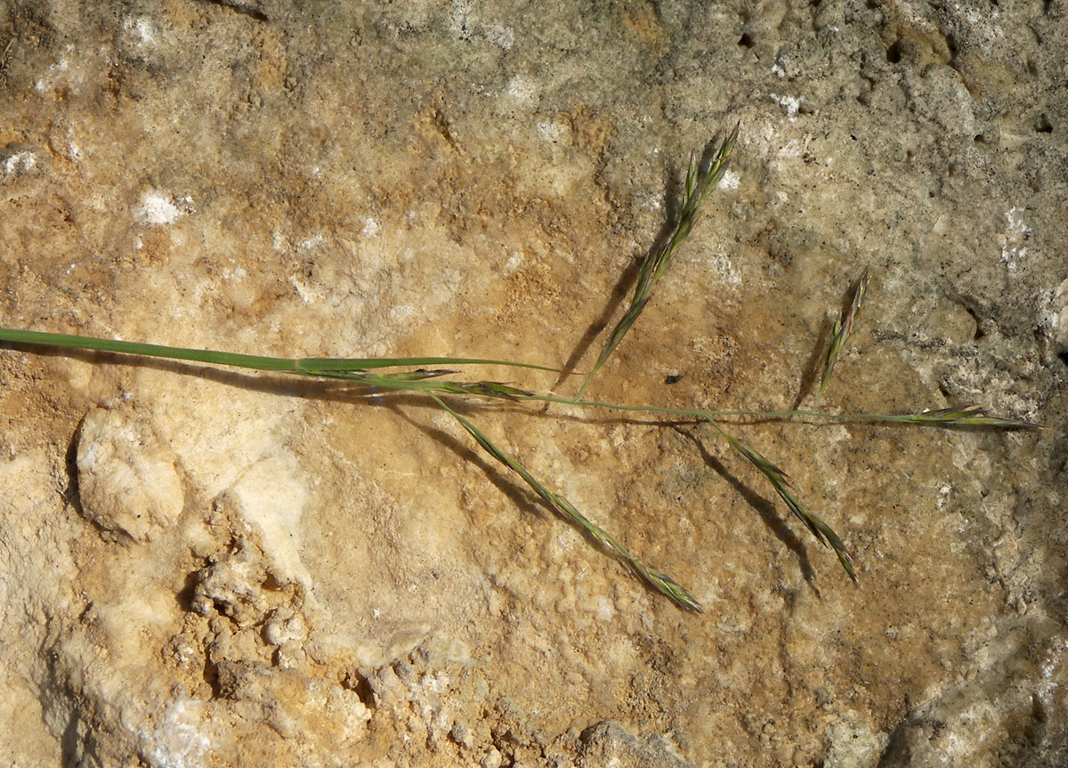 Image of Cleistogenes bulgarica specimen.