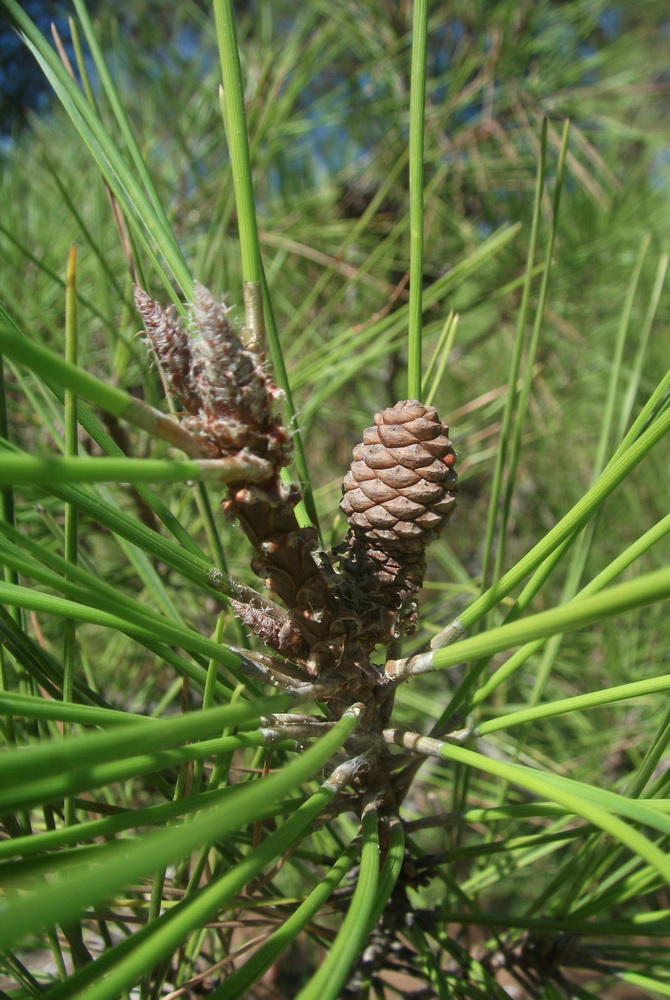 Изображение особи Pinus brutia.