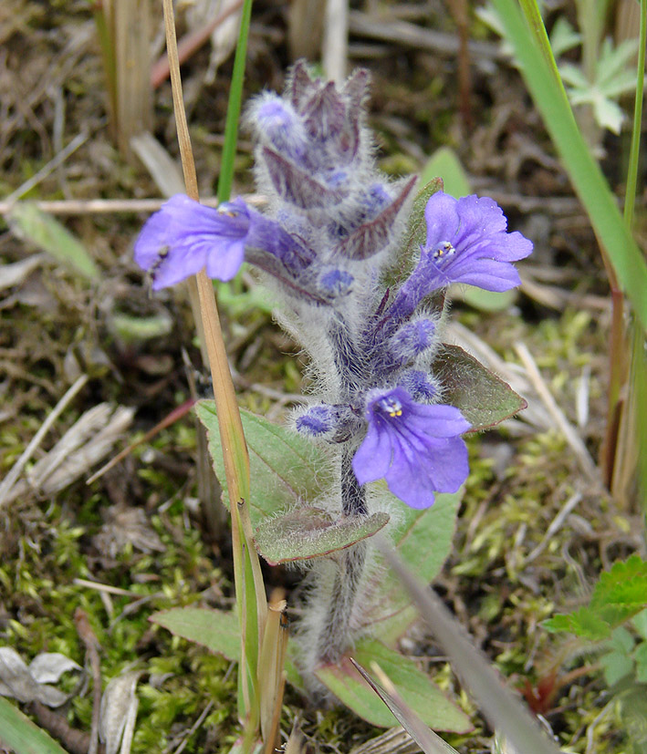 Image of Ajuga multiflora specimen.