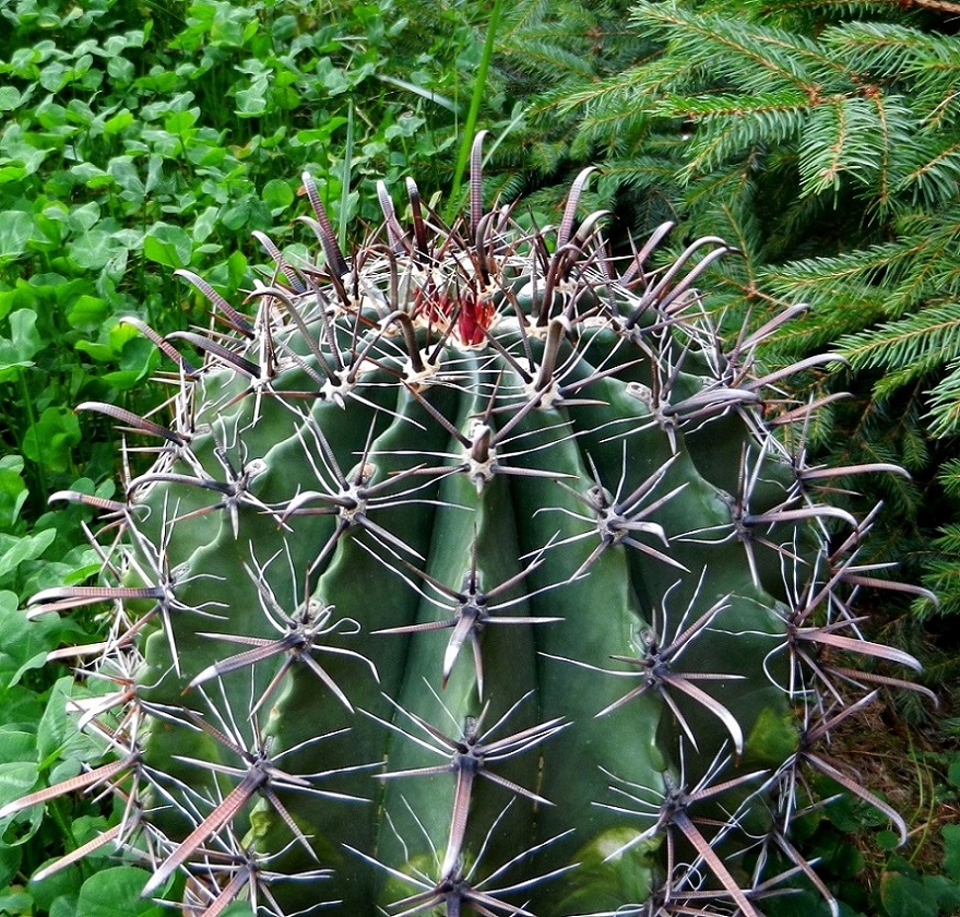 Изображение особи Ferocactus peninsulae.