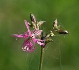 Coccyganthe flos-cuculi. Цветок и бутоны. Московская обл., Раменский р-н, окр. ж.-д. платформы Хрипань, просека под ЛЭП. 24.05.2014.