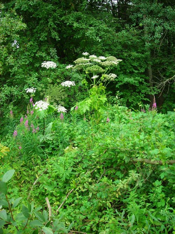 Image of Heracleum sosnowskyi specimen.