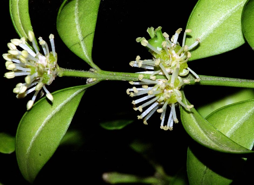 Image of Buxus colchica specimen.