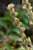 Veronica officinalis. Часть соплодия с созревающими плодами. Калужская обл., пос. Думиничи, опушка смешанного леса. 20.08.2009.