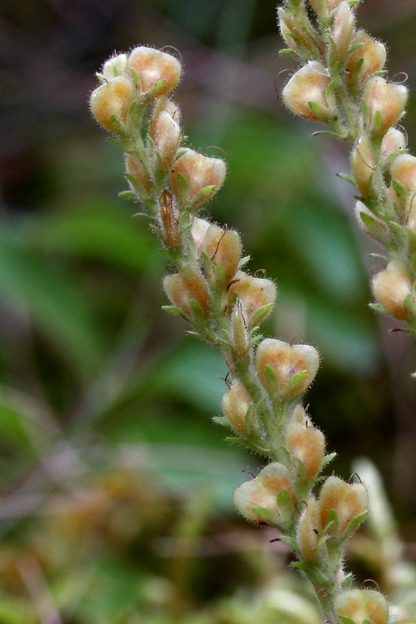 Image of Veronica officinalis specimen.