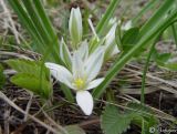 Ornithogalum fimbriatum