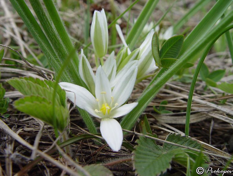 Изображение особи Ornithogalum fimbriatum.