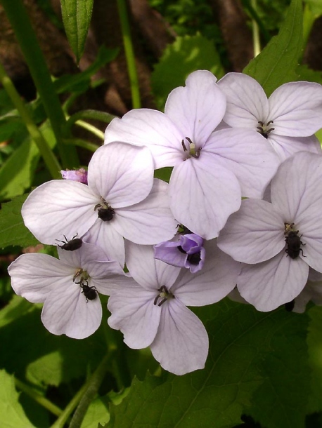 Изображение особи Lunaria rediviva.