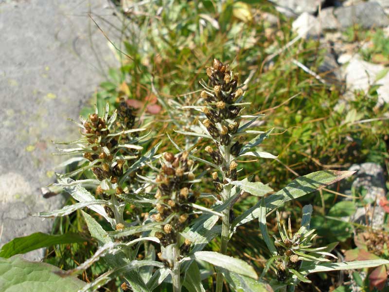 Image of Omalotheca norvegica specimen.