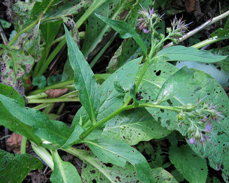 Изображение особи Symphytum officinale.