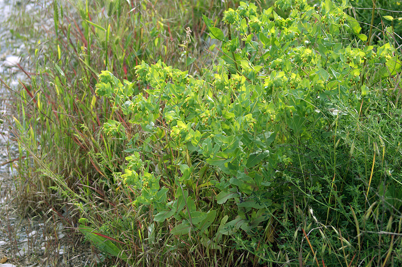 Image of Cerinthe minor specimen.