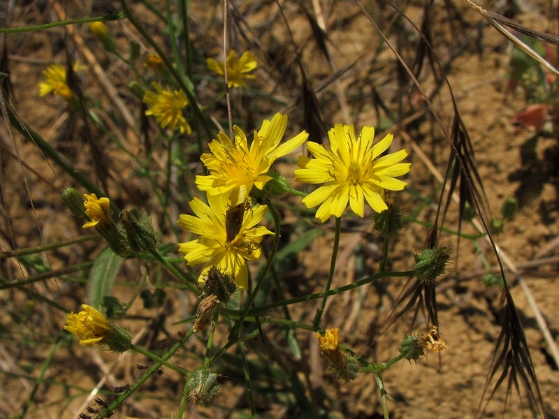 Изображение особи род Crepis.