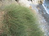 Ephedra distachya