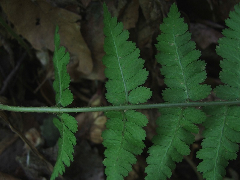 Image of Dryopteris filix-mas specimen.