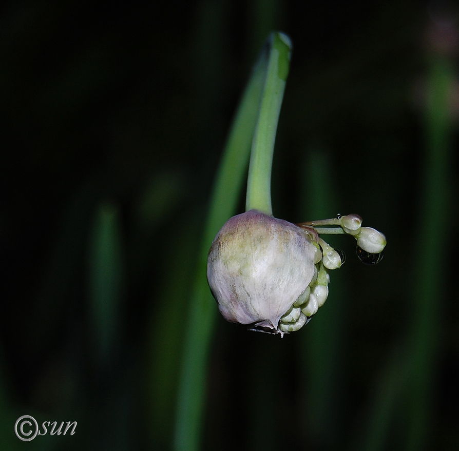 Image of Allium nutans specimen.