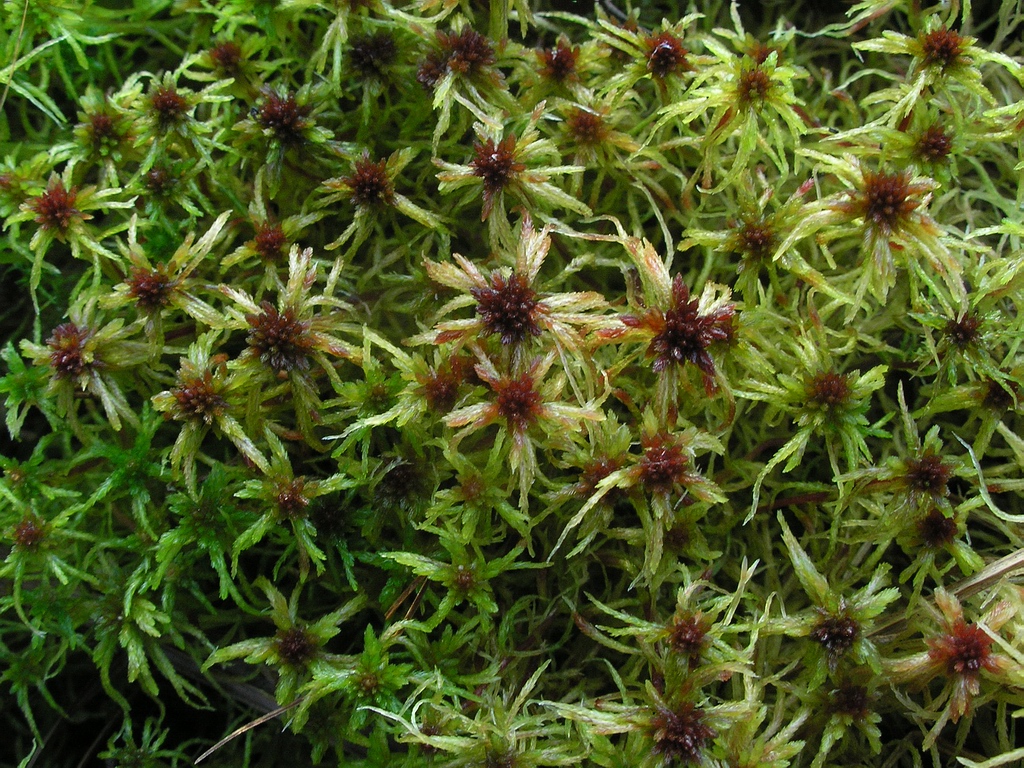 Изображение особи Sphagnum russowii.