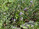 Plumbago europaea. Побеги с соцветиями. Черногория, г. Старый Бар, развалины старого города. 12.10.2014.