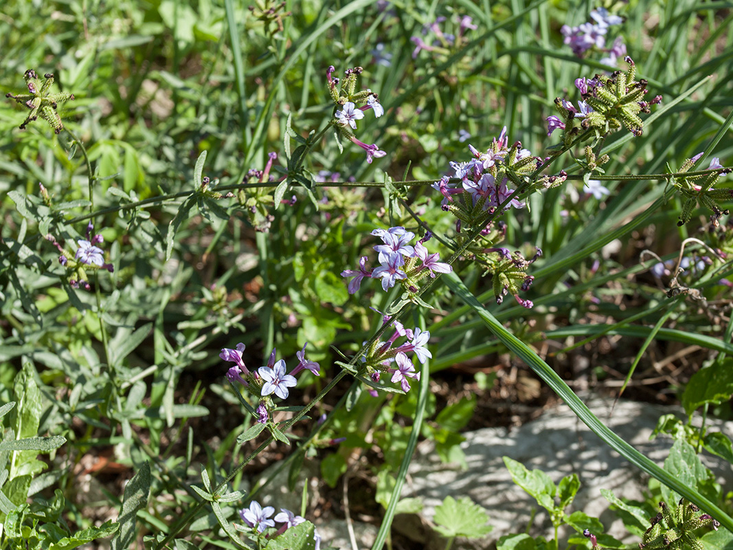 Изображение особи Plumbago europaea.