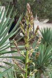 Yucca gloriosa. Развивающееся соцветие. Черногория, муниципалитет Будва, пос. Свети-Стефан, в культуре. 07.10.2014.