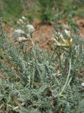 Astragalus reduncus