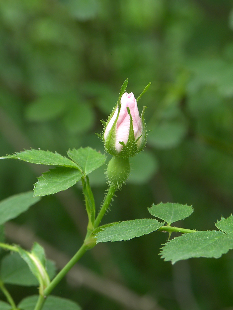 Изображение особи Rosa valentinae.