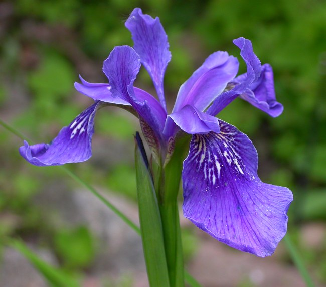 Image of Iris bulleyana specimen.