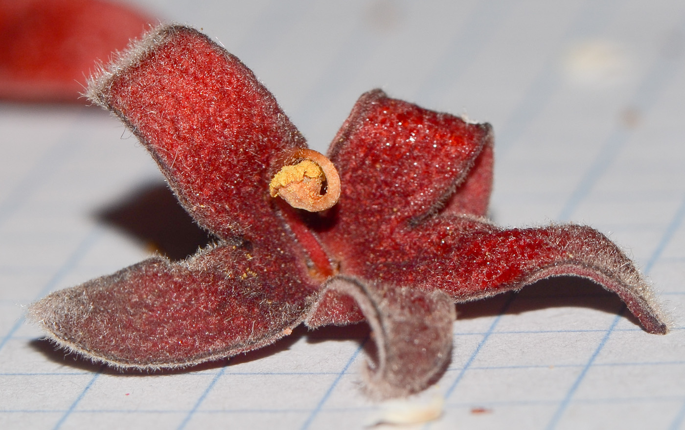 Image of Sterculia foetida specimen.